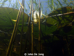 Picture taken down under, in a small canal close to my ho... by John De Jong 